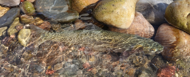 Alpine Airpark Fishing Property near the South Fork of the Snake River